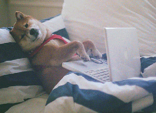 15 Cats And Dogs Who Don't Know How To Use A Computer, Probably