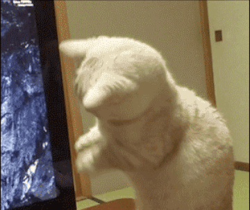 15 Cats And Dogs Who Don't Know How To Use A Computer, Probably