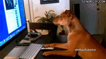 15 Cats And Dogs Who Don't Know How To Use A Computer, Probably