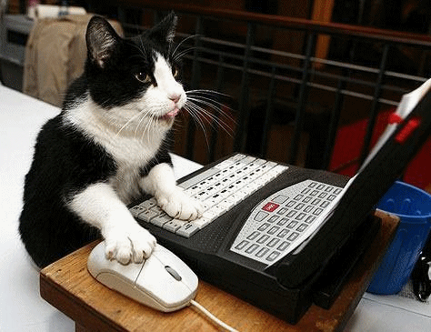 15 Cats And Dogs Who Don't Know How To Use A Computer, Probably