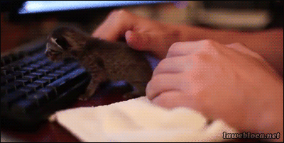 15 Cats And Dogs Who Don't Know How To Use A Computer, Probably