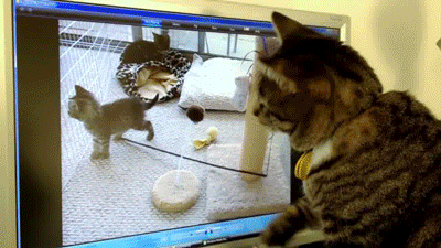 15 Cats And Dogs Who Don't Know How To Use A Computer, Probably