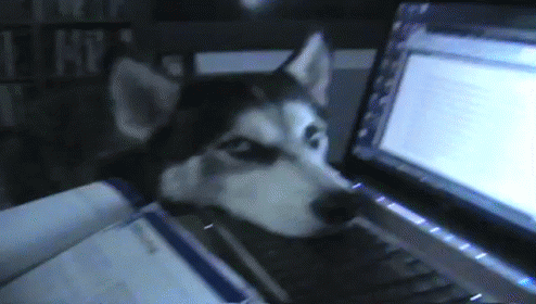 15 Cats And Dogs Who Don't Know How To Use A Computer, Probably