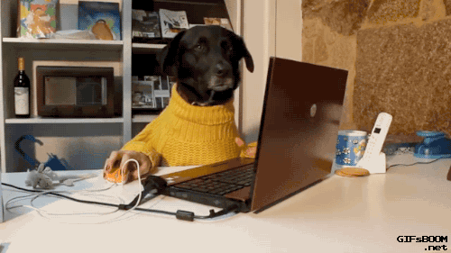 15 Cats And Dogs Who Don't Know How To Use A Computer, Probably