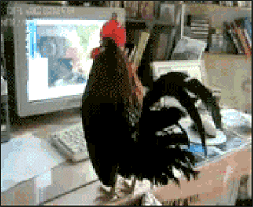 15 Cats And Dogs Who Don't Know How To Use A Computer, Probably