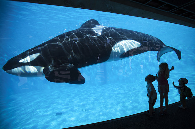 SeaWorld To End Its Controversial Orca Breeding Program