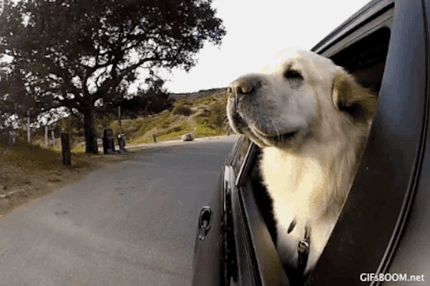Car doggy