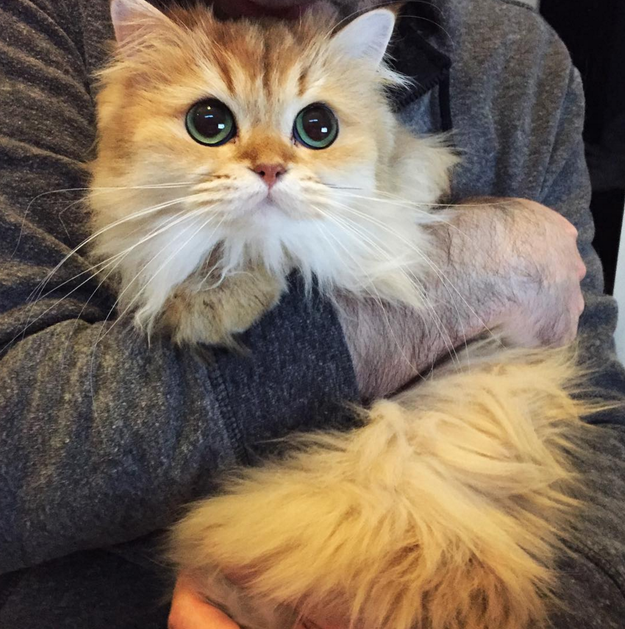 Here's Smoothie, who proves puppy dog eyes aren't just for dogs.