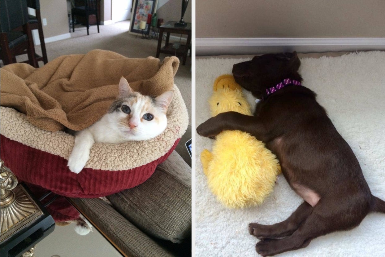 L: Cat lying in a heated cat bed R: Brown lab napping with a yellow stuffed duck
