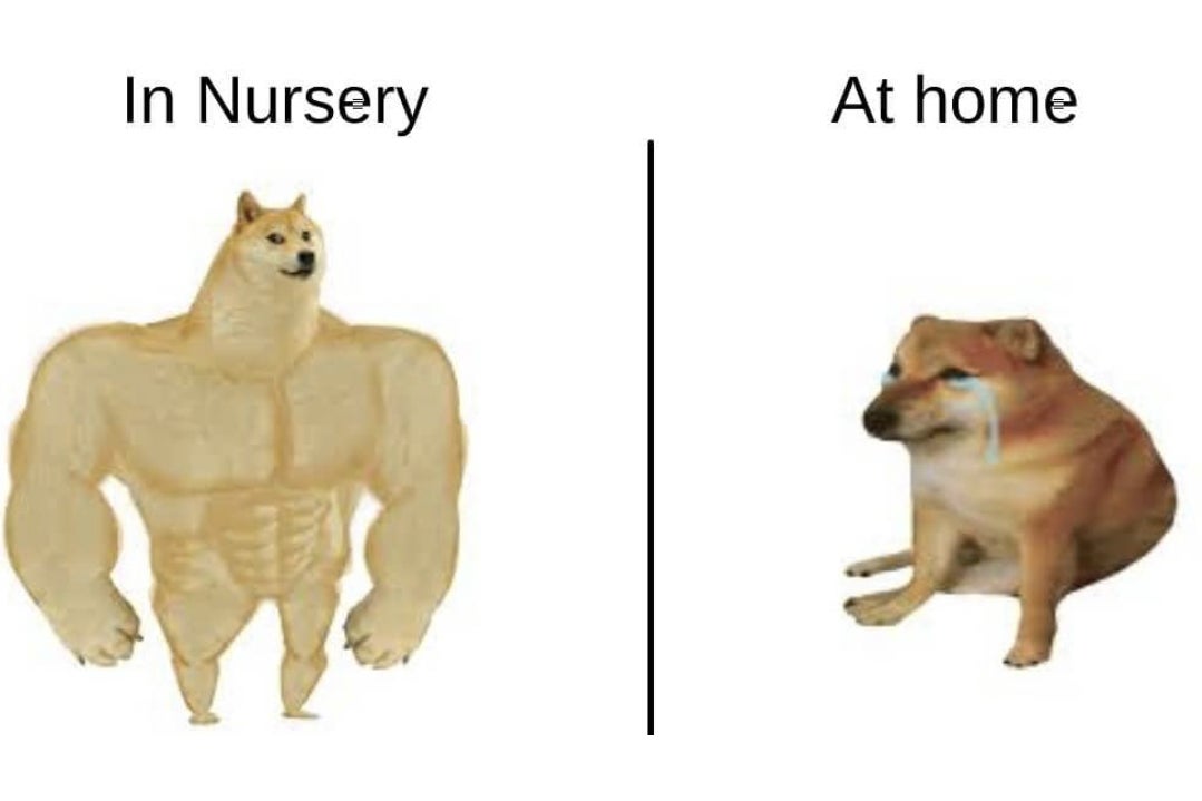 The doge meme, where strong doge is a plant at the nursery and crying doge is a plant at home