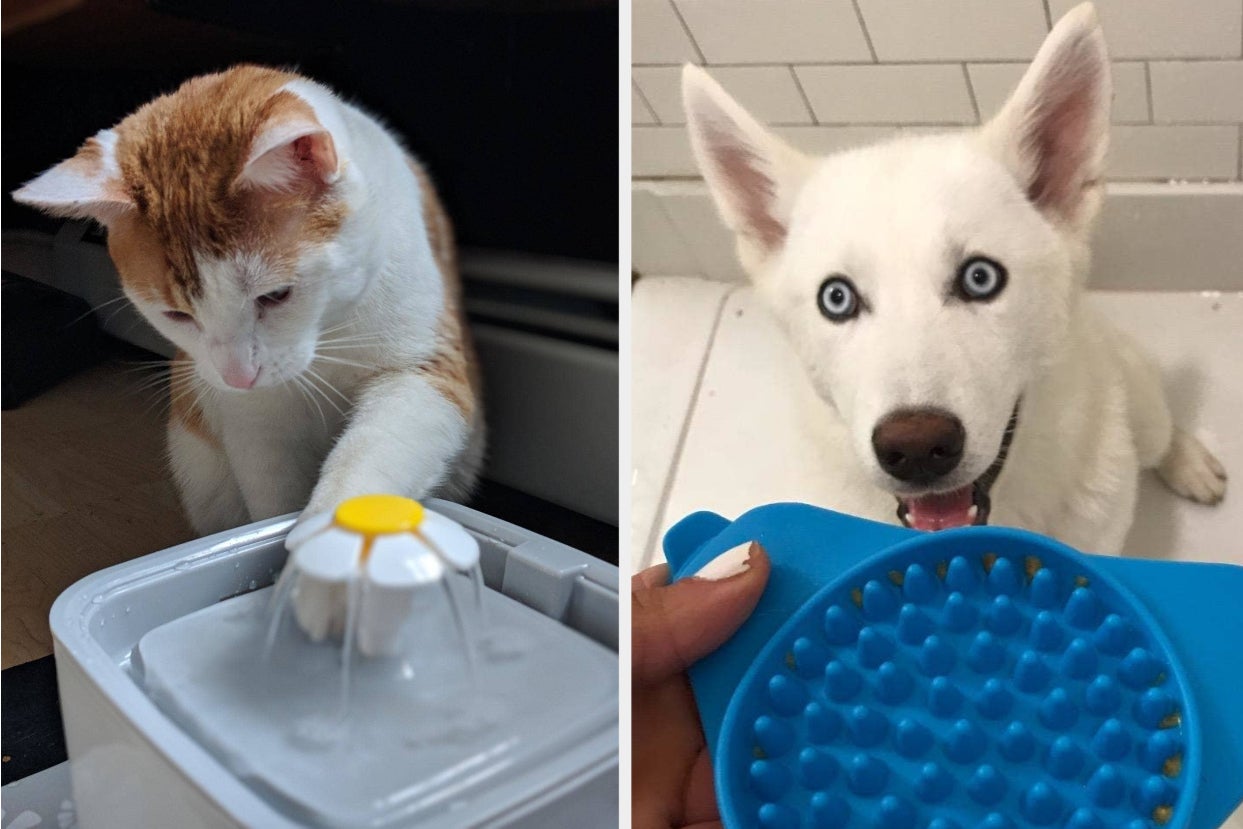 kitty fountain next to suction treat holder