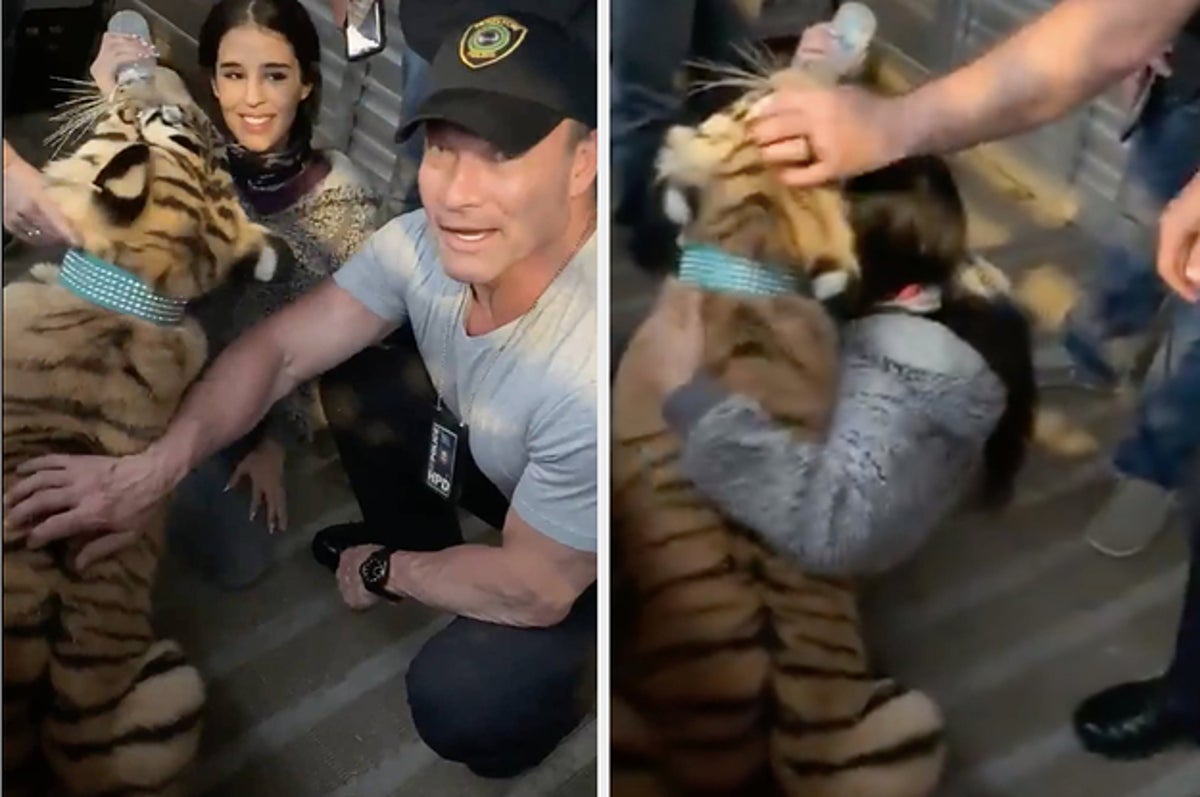 A 9-Month-Old Tiger That Was Taken On The Run From Police Has Been Found Safe 1 A 9-Month-Old Tiger That Was Taken On The Run From Police Has Been Found Safe