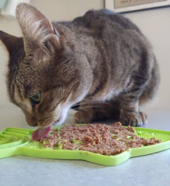 a cat licking food off the mat