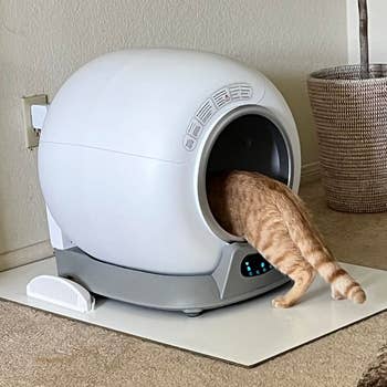 Cat entering an automatic litter box