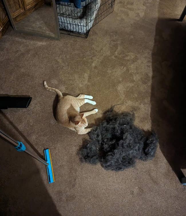 a freshly raked carpet next to a pile of fur bigger than a cat