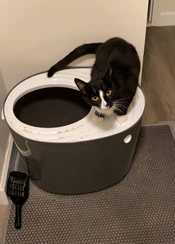 Black and white cat sitting on a top-entry litter box with a scoop on a rug in a home setting