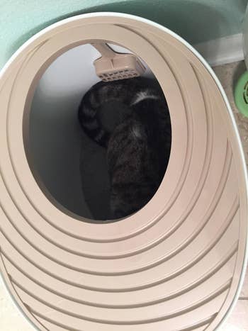 Cat curled up inside a modern, oval-shaped litter box