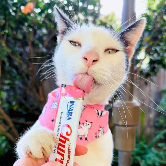 cat eating a churu