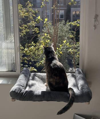 Cat sitting on a window perch, looking outside at trees and buildings. Sunlight is coming through the window. Indoors, cozy setting