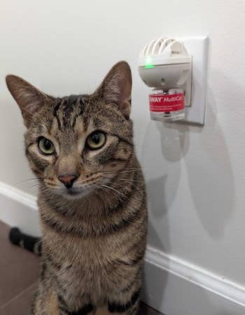 cat next to feliway diffuser