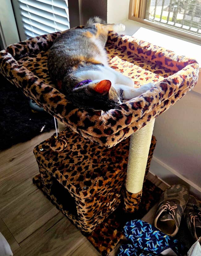 cat lounging on the tree