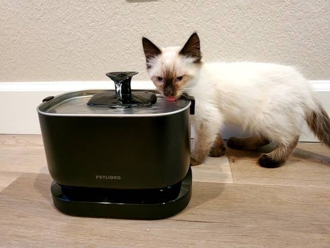 kitten drinking from the fountain