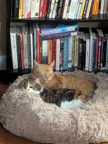Two cats snuggle together in a fluffy pet bed in front of a bookshelf filled with various books
