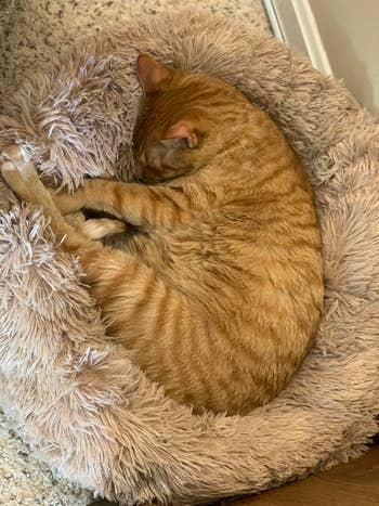 Cat sleeping curled up in a fluffy pet bed