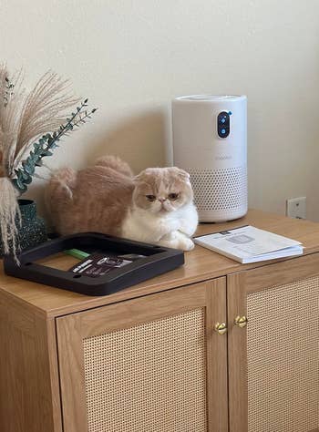 reviewer's cat lounging next to air purifier