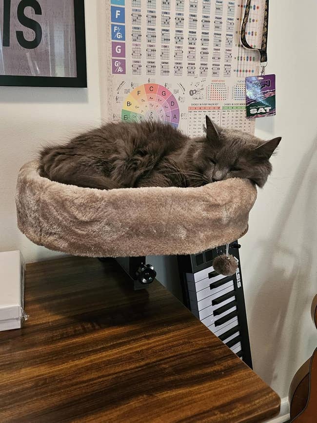 Gray cat sleeping in a plush bed mounted above a desk