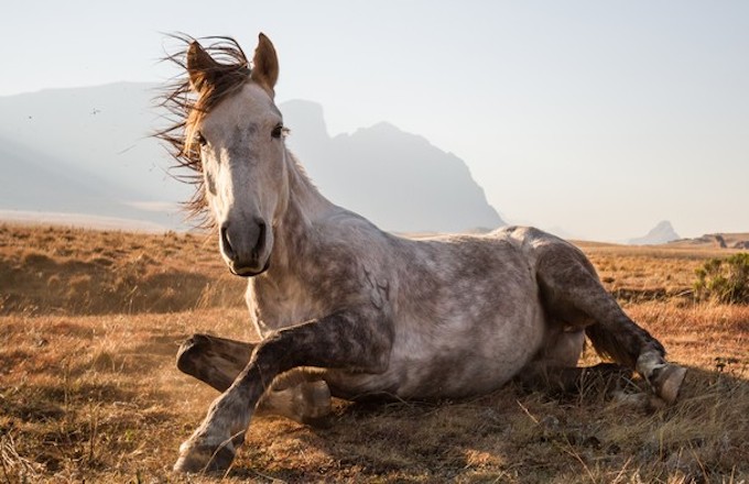 Horse Resting Shot by Byron Inggs