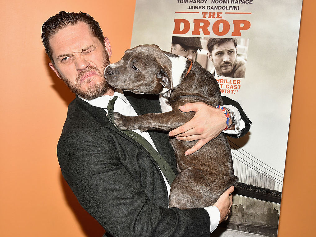 Tom Hardy at an event for The Drop