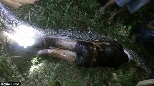 Villagers Slice Open 23-Foot Python To Find Man Who Was Swallowed Whole