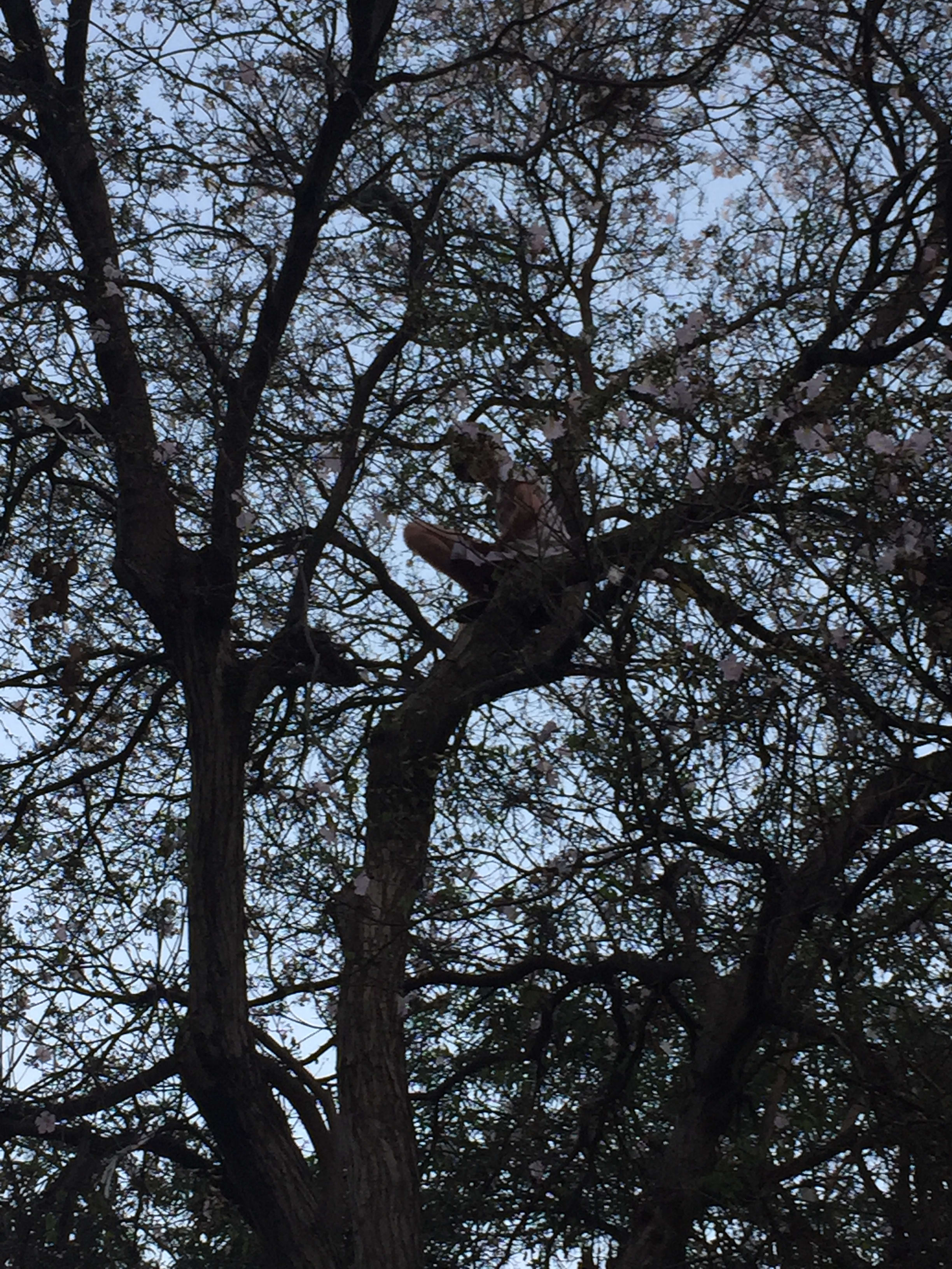 Tree Climber