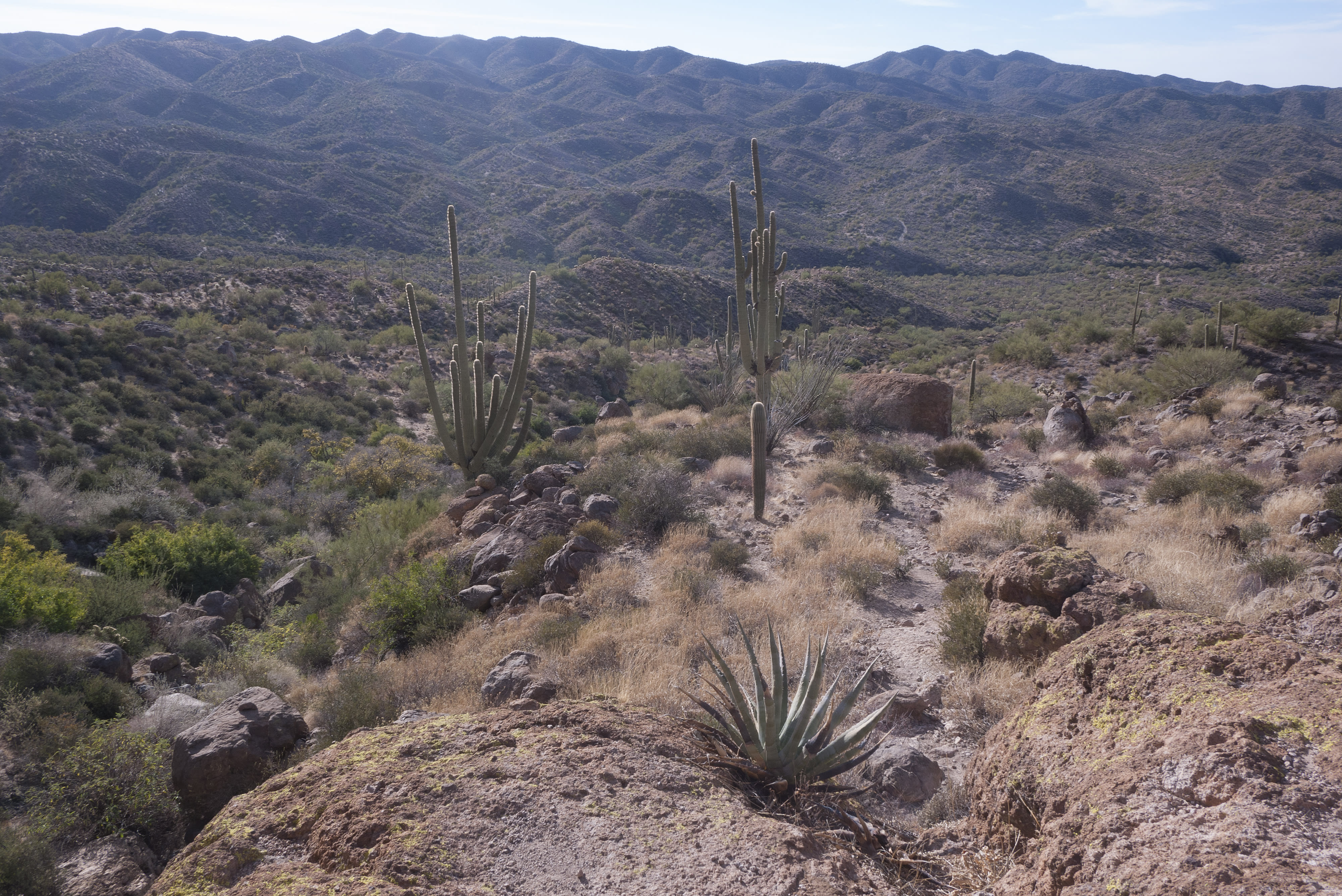 This is a photo of the Sonora Desert.