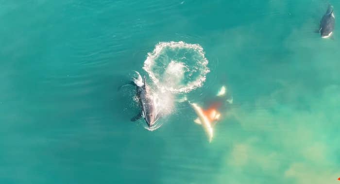 killer whale shark week gootage