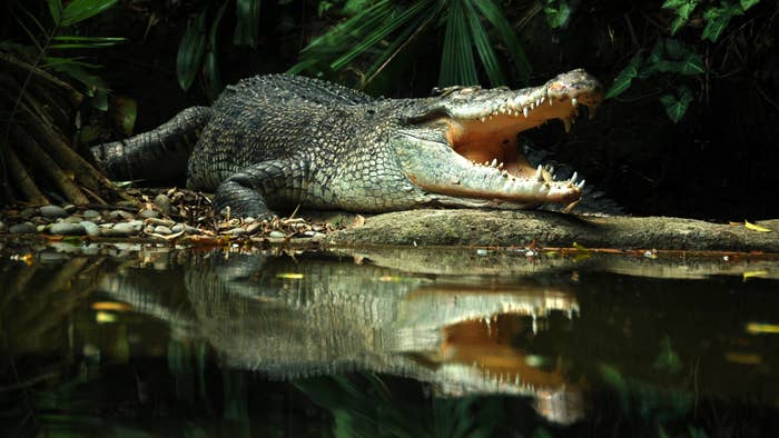 crocodile is pictured above own reflection