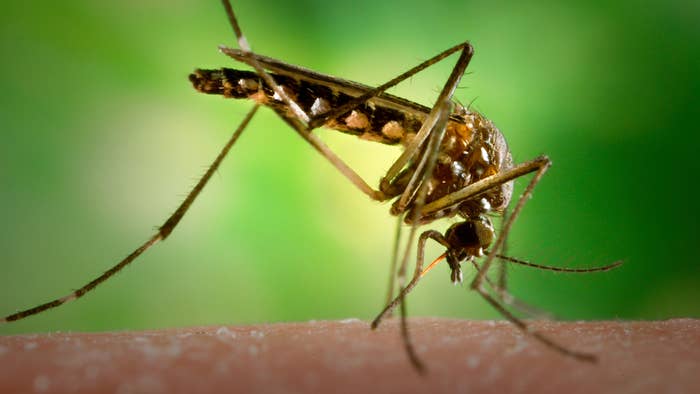 Female Aedes aegypti mosquito in the process of acquiring a blood meal from its human host.
