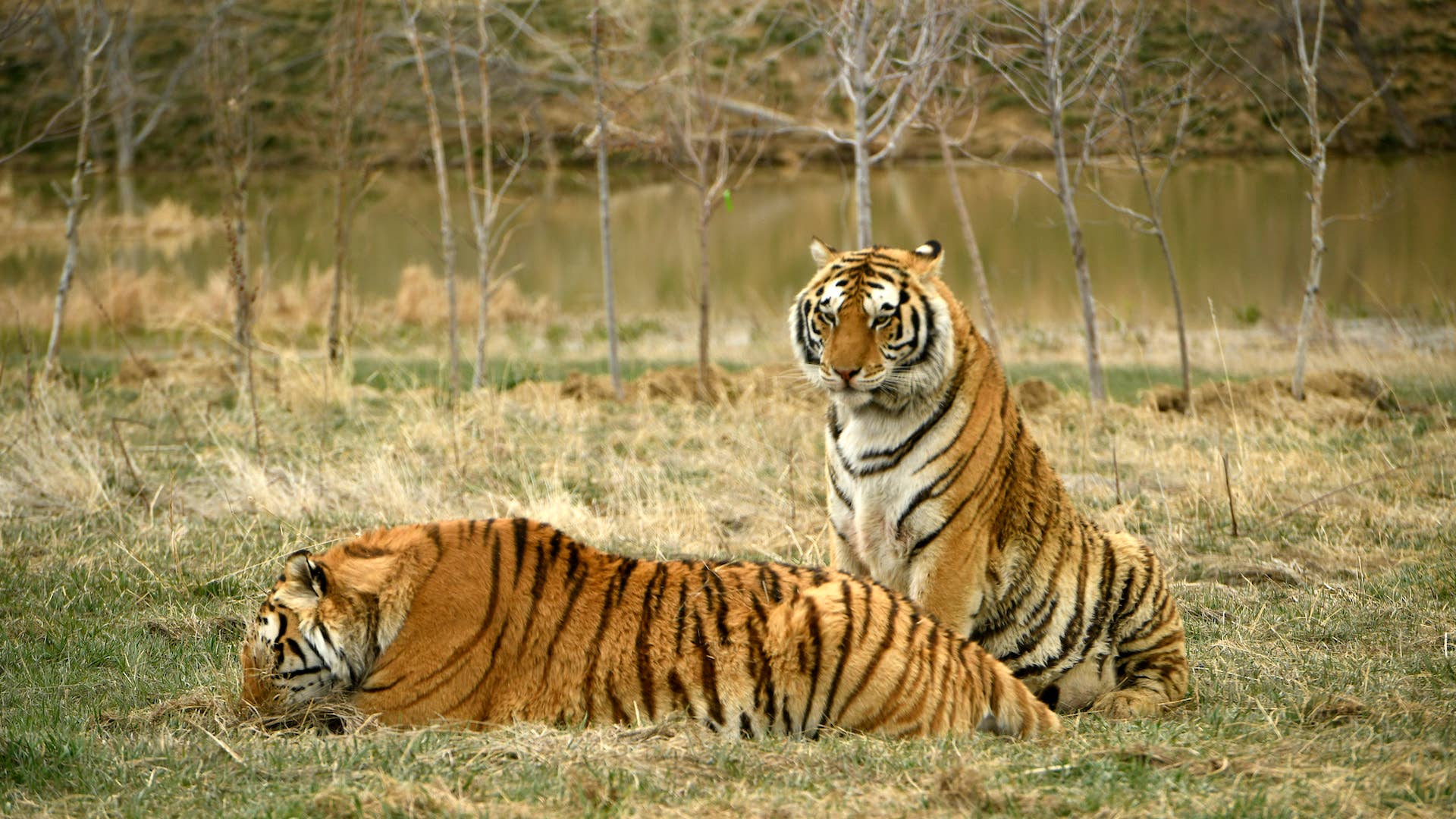 tiger king tigers