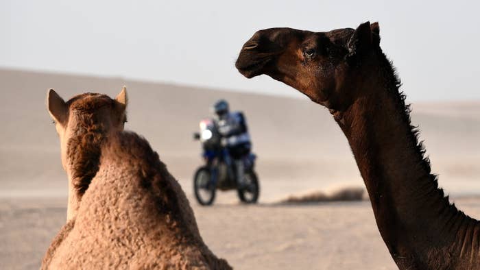 Two camels with biker in the background.