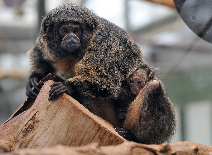 Insanely muscular monkey spotted in Finland