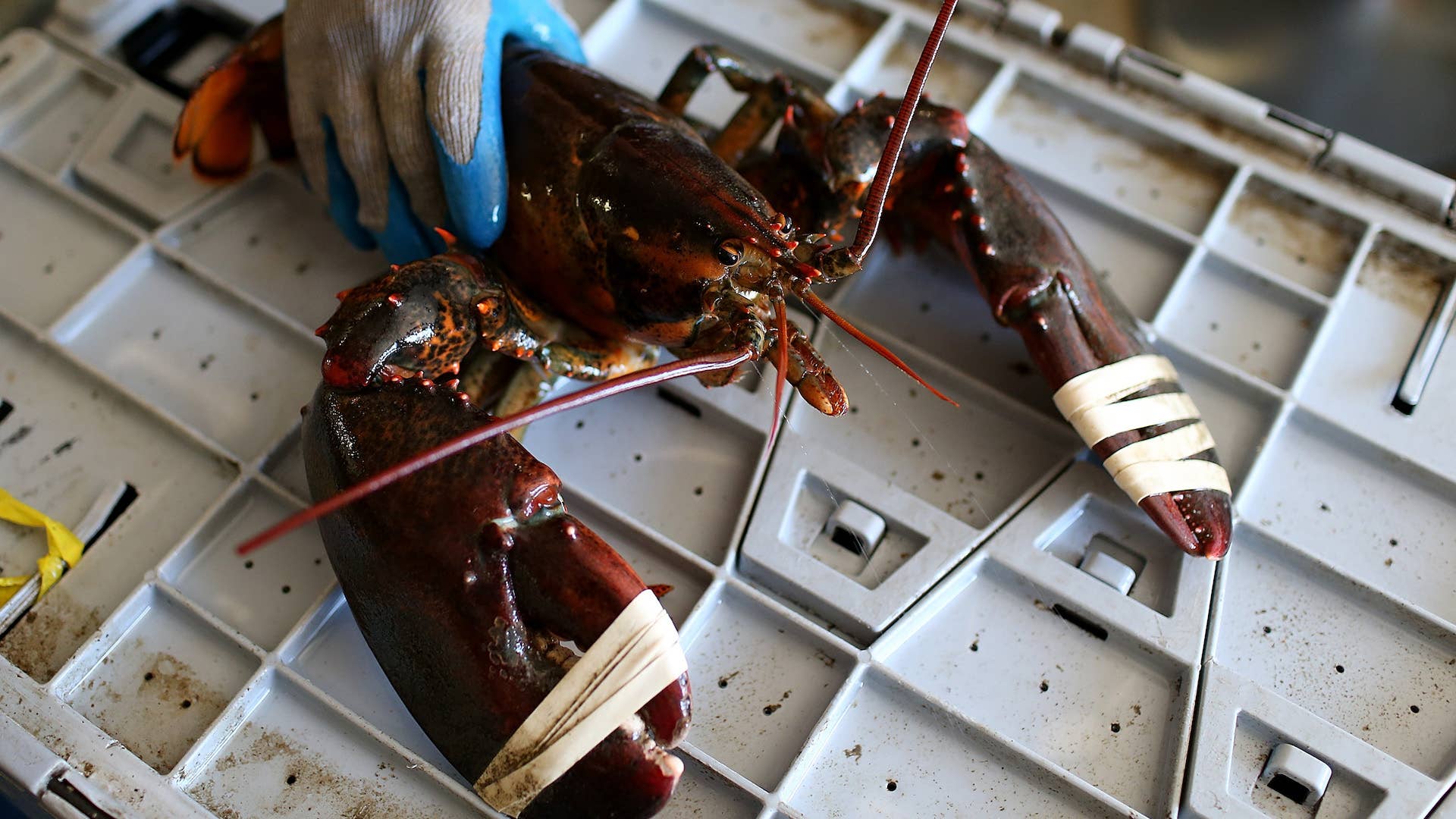 Picture of Person Holding Maine Lobster