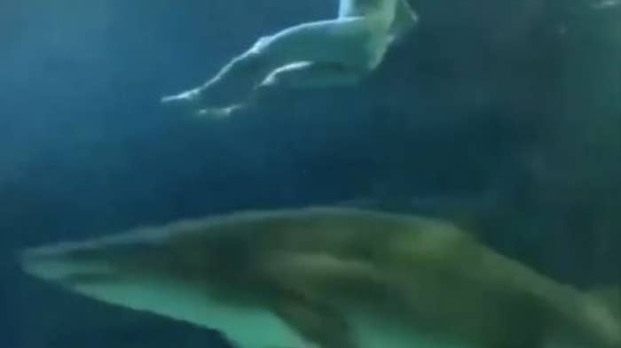 A Naked Man Jumped Into The Shark Tank At Toronto&#x27;s Ripley’s Aquarium