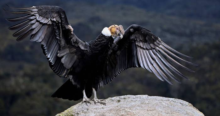 Group of Endangered Condors Invade California Woman's Home | Complex