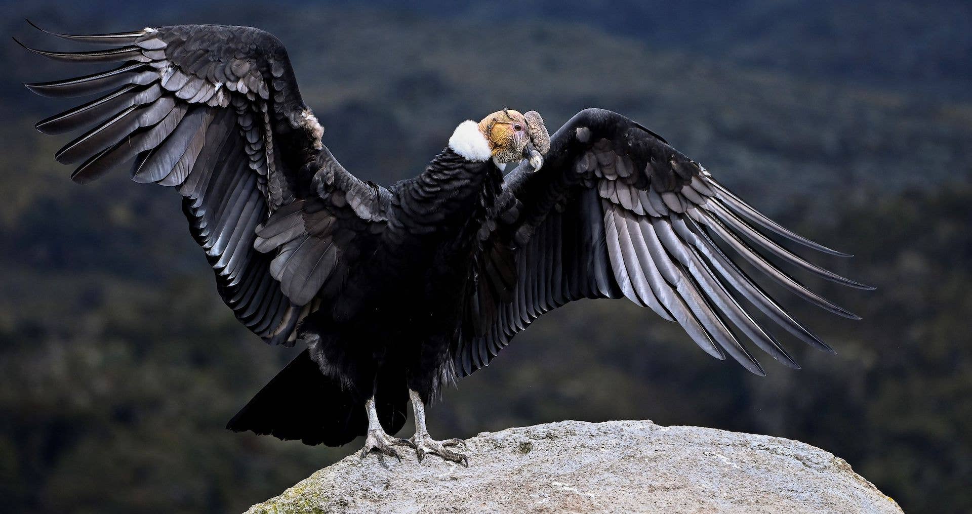 condor