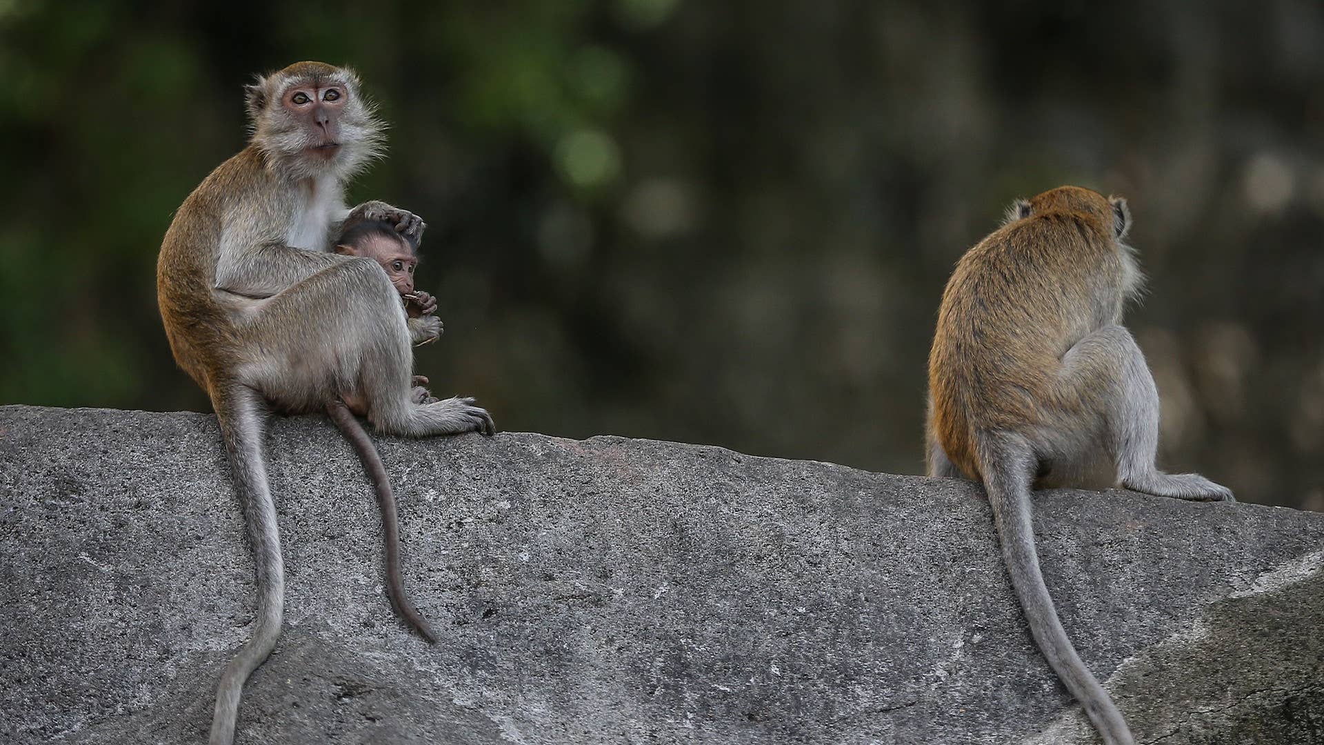Monkeys, living in Batu Caves