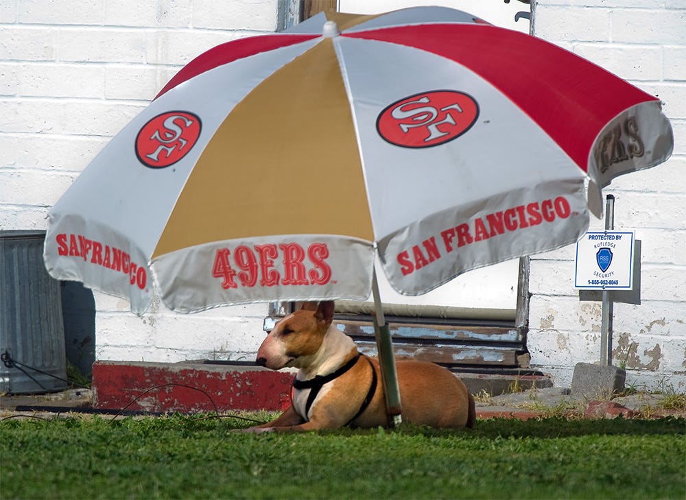 49ers Dog Umbrella