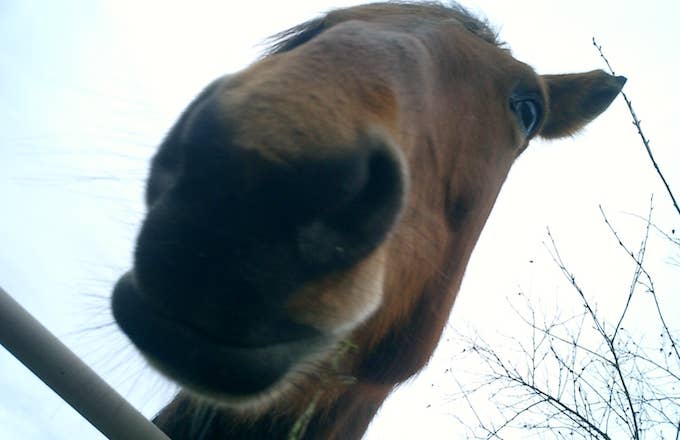 Horse snout