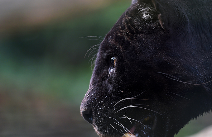 Super-Rare African Black Leopard Photographed After Years of Eluding  Cameras