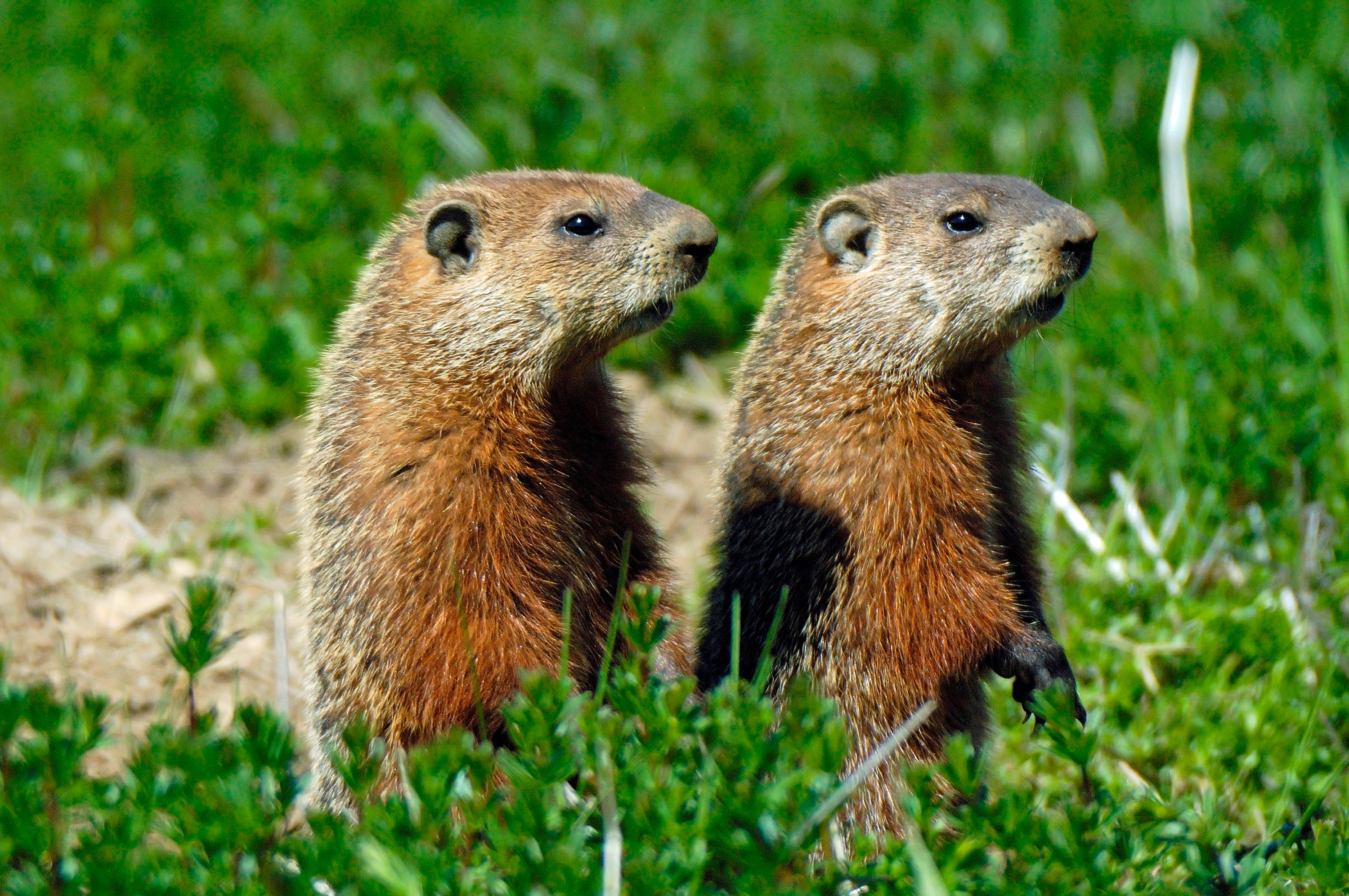 Quebec groundhogs standing